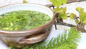 Warto wykorzystać właściwości skrzypu zarówno te lecznicze, jak i pielęgnacyjne.