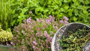 Stanowisko pod uprawę tymianku powinno być bezpośrednio nasłonecznione i ciepłe.