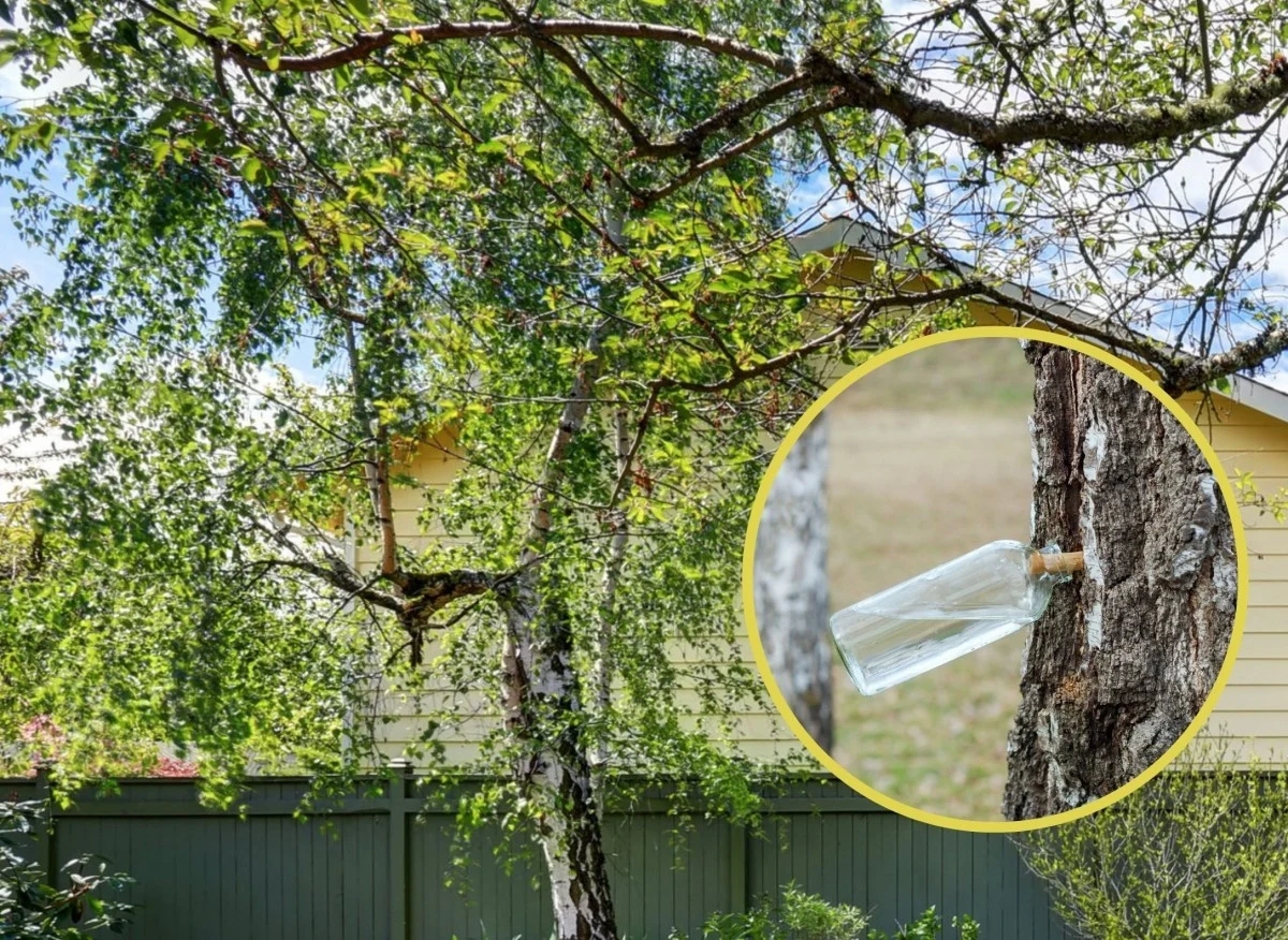 Sok z brzozy ma wiele właściwości zdrowotnych