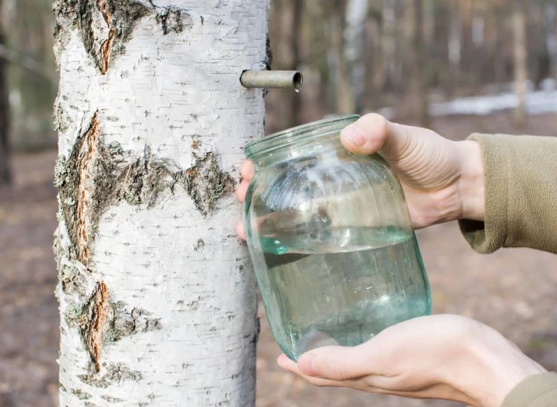 Sok z brzozy wzmacnia odporność