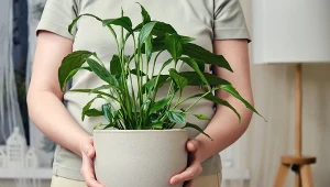 Skrzydłokwiat nie chce kwitnąć? Winna może być ta jedna rzecz