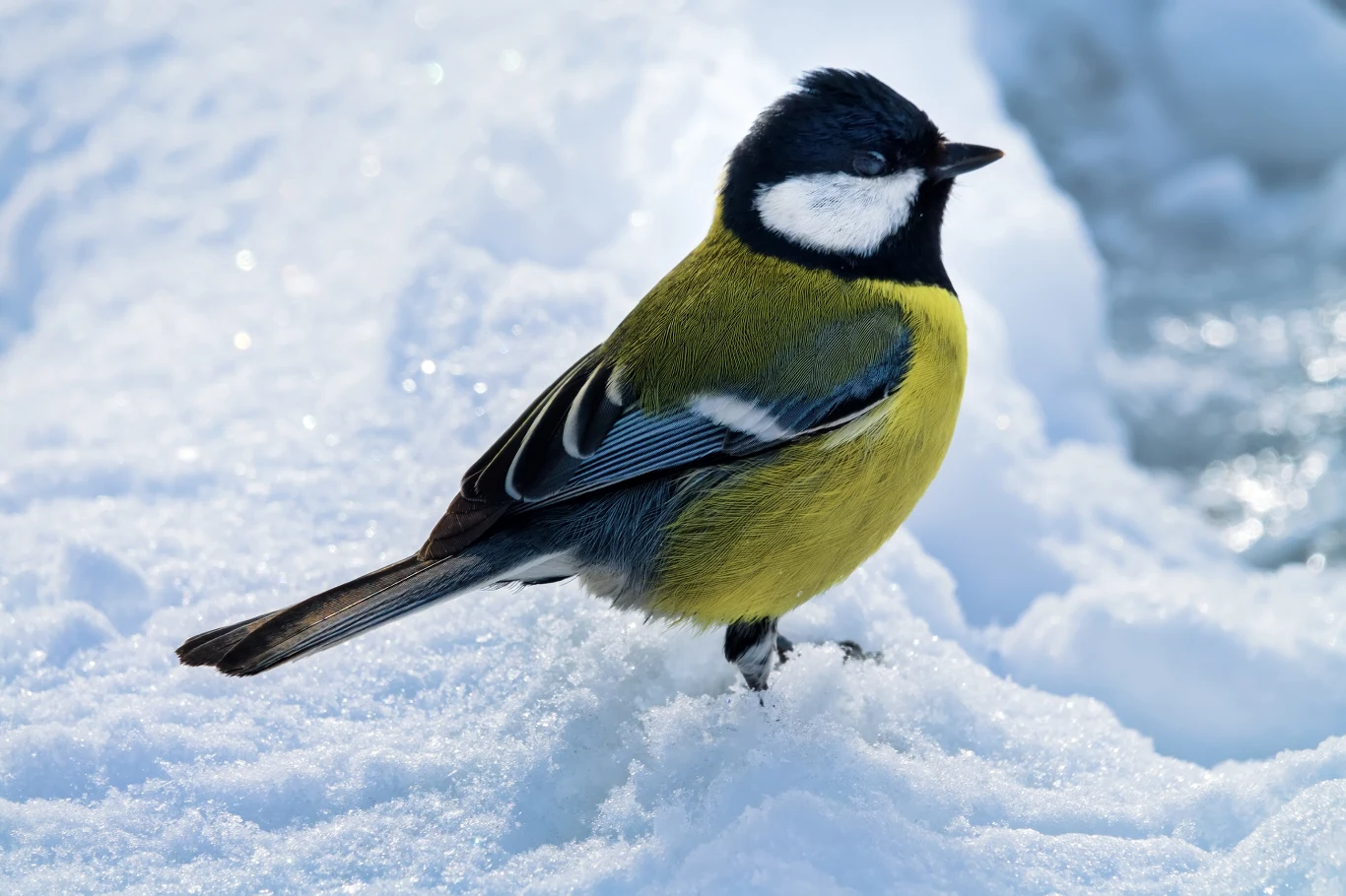 Bogato ubarwiona sikorka bogatka stoi na śniegu, prezentując żółty brzuszek, czarne i białe upierzenie na głowie oraz charakterystyczne oliwkowozielone pióra na grzbiecie.