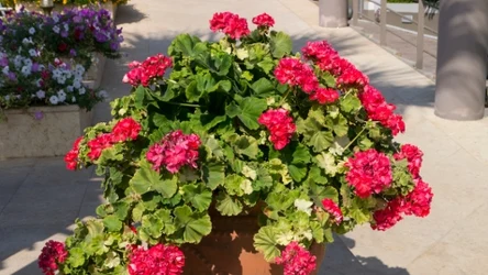O pelargoniach warto pomyśleć jeszcze w styczniu. 