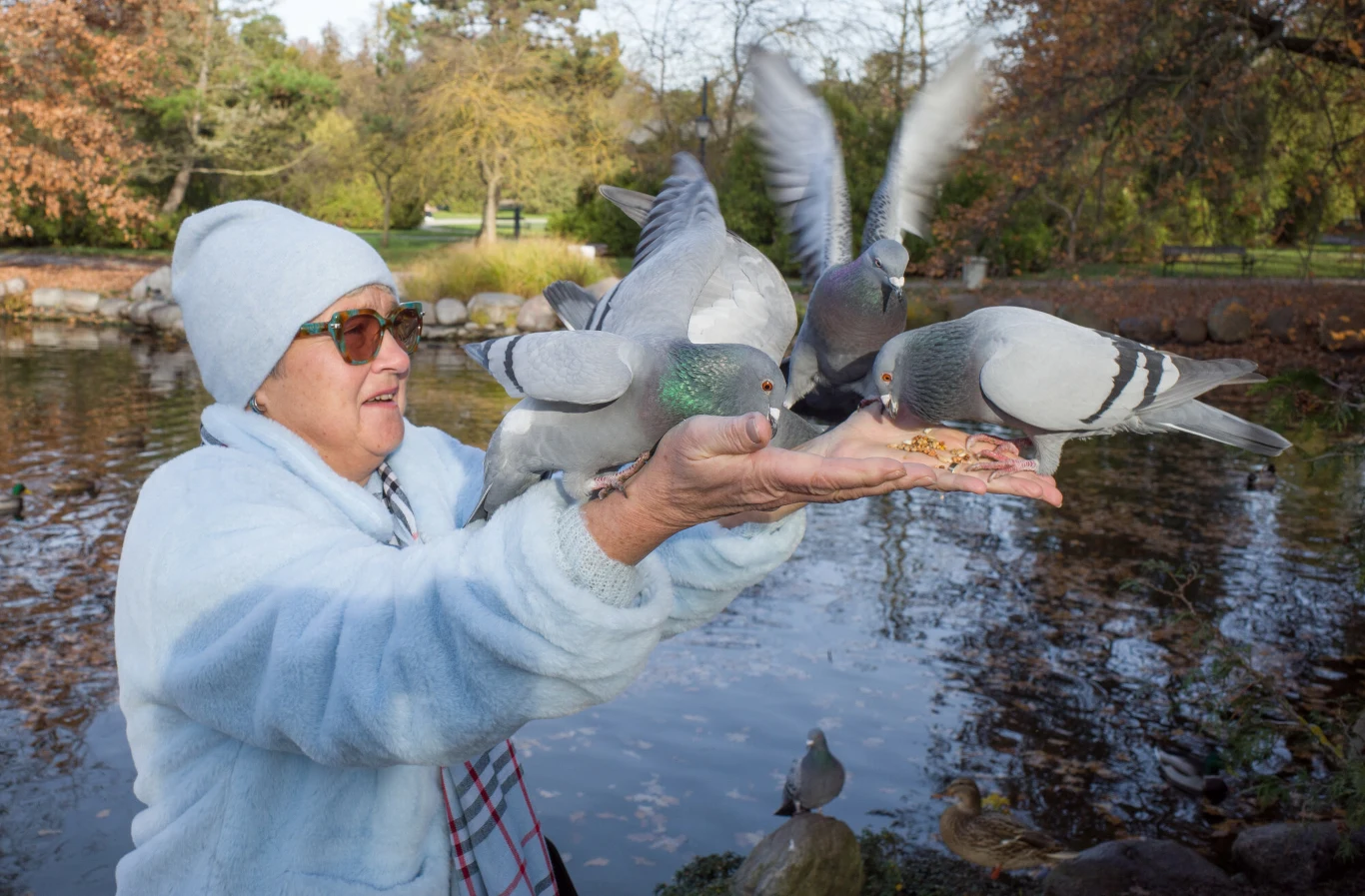 Czy dokarmianie ptaków to dobry pomysł? Starsza kobieta w jasnym futerku i czapce karmi gołębie nad stawem w parku. Ptaki siedzą na jej rękach i latają wokół. W tle drzewa i woda, jesienna sceneria.