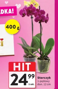 Storczyk Hit