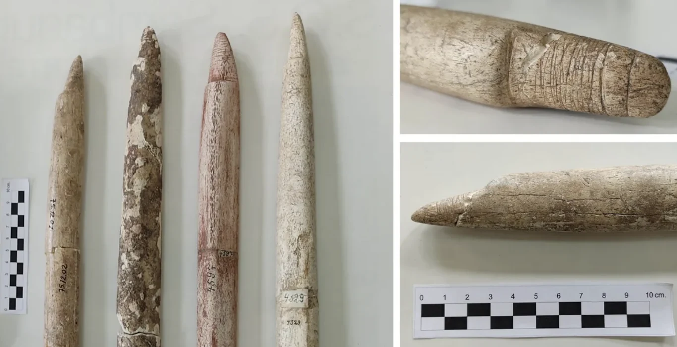 Fragmenty harpunów znalezione przy ludzkim pochówku w Morro do Ouro Cztery wydłużone, wykonane z kości lub kościopodobnego materiału przedmioty ułożone pionowo na jasnym tle, obok nich miarki dla skali, zbliżenia na końcówki i detale powierzchni.