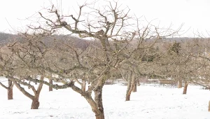 Zimowa lustracja drzew owocowych. Kiedy i po co ją wykonać?