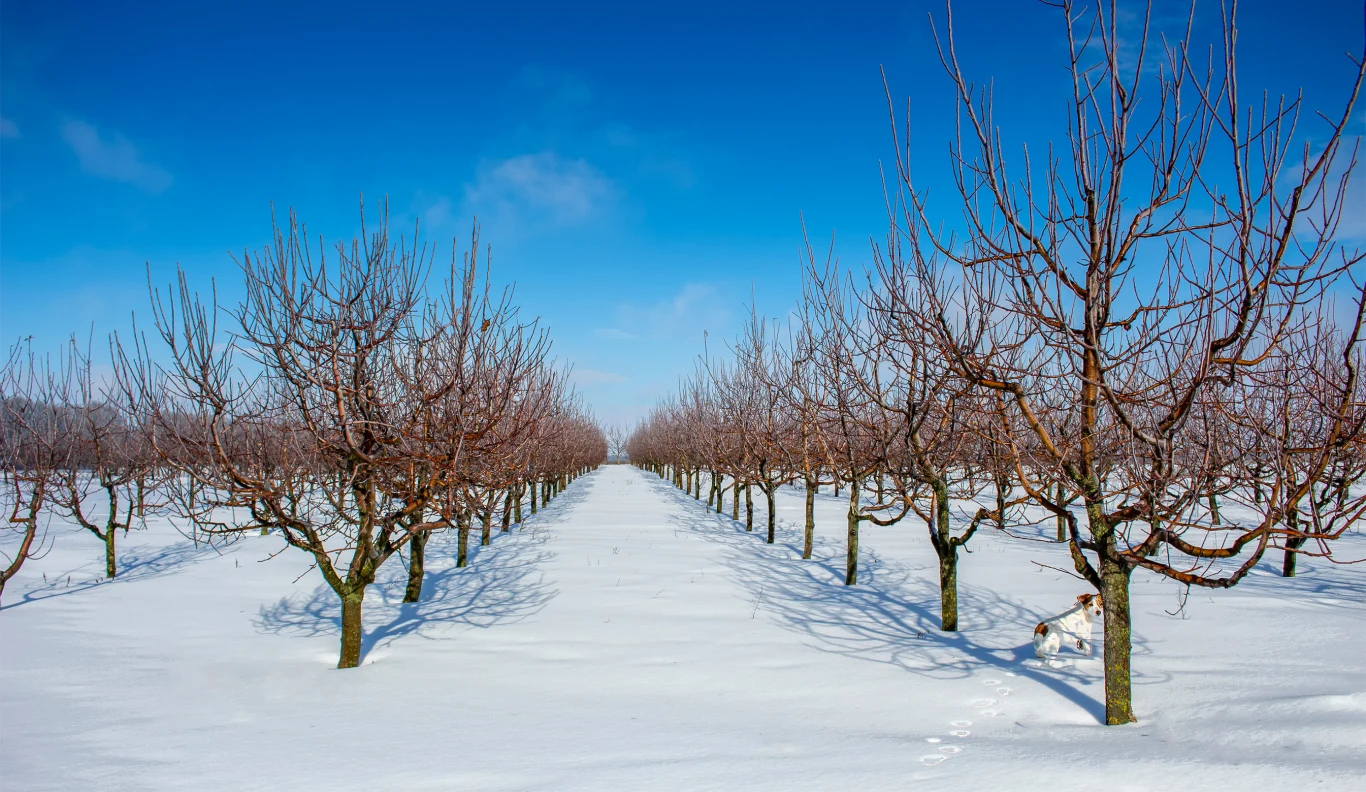 Rzędy bezlistnych drzew owocowych rosnących w symetrycznym sadzie pokrytym białym śniegiem, pod niebieskim, lekko zachmurzonym niebem, cień drzew rysuje się na śniegu, w rogu widoczny pies.