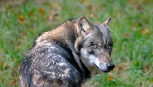 Wilk nie jest zagrożeniem. Niebezpieczna jest dezinformacja