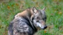 Wilki wróciły do Polski, a jeszcze w latach dziewięćdziesiątych były na krawędzi wymarcia