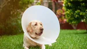 Psom podaje się środki przeciw pchłom. Mogą być szkodliwe