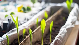 Nasiona na rozsady można wysiewać już pod koniec stycznia