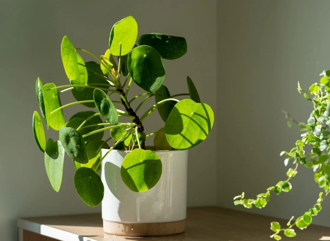 Zimowe odżywki dla pieniążka powinny mieć w sobie dużo potasu i fosforu, a mniej azotu