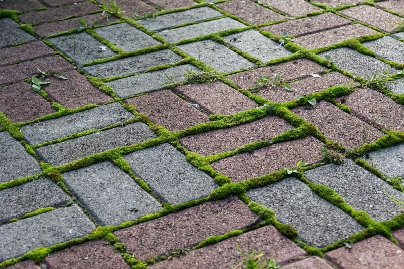 Późna zima to dobry czas na usuwanie mchu z kostki brukowej przed domem