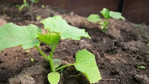 W klimacie polskim najlepszym czasem na bezpośredni wysiew nasion ogórków do gruntu jest druga połowa maja.