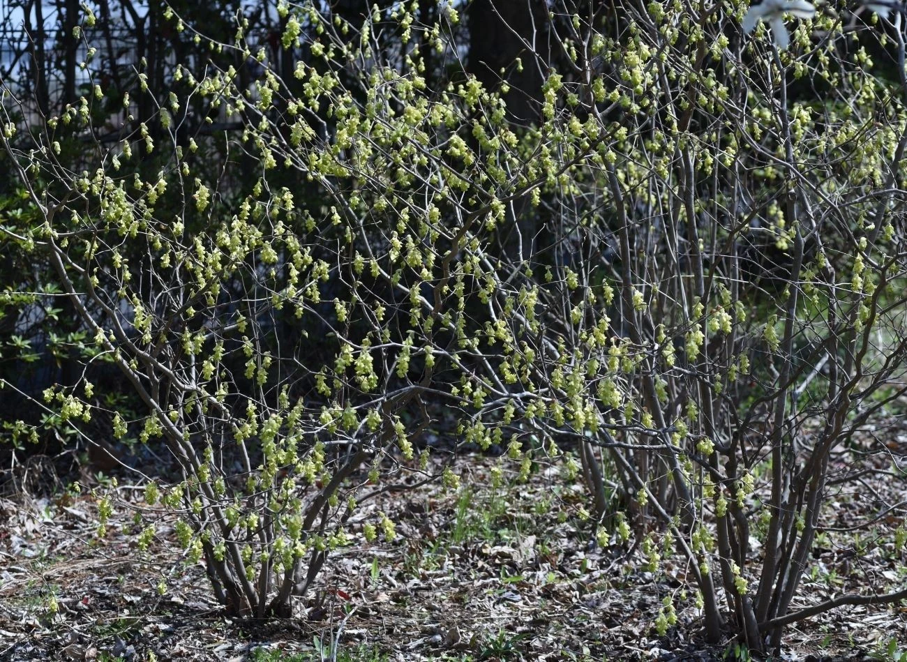 Cięcie prześwietlające leszczynie lepszy dostęp do światła.