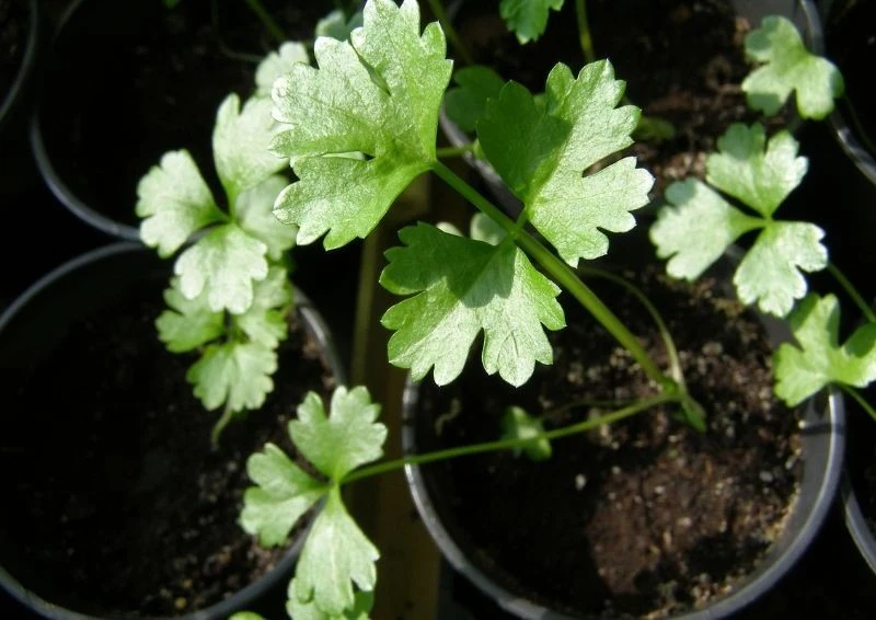 Młode sadzonki selera można przesadzić do ogrodu w drugiej połowie maja.