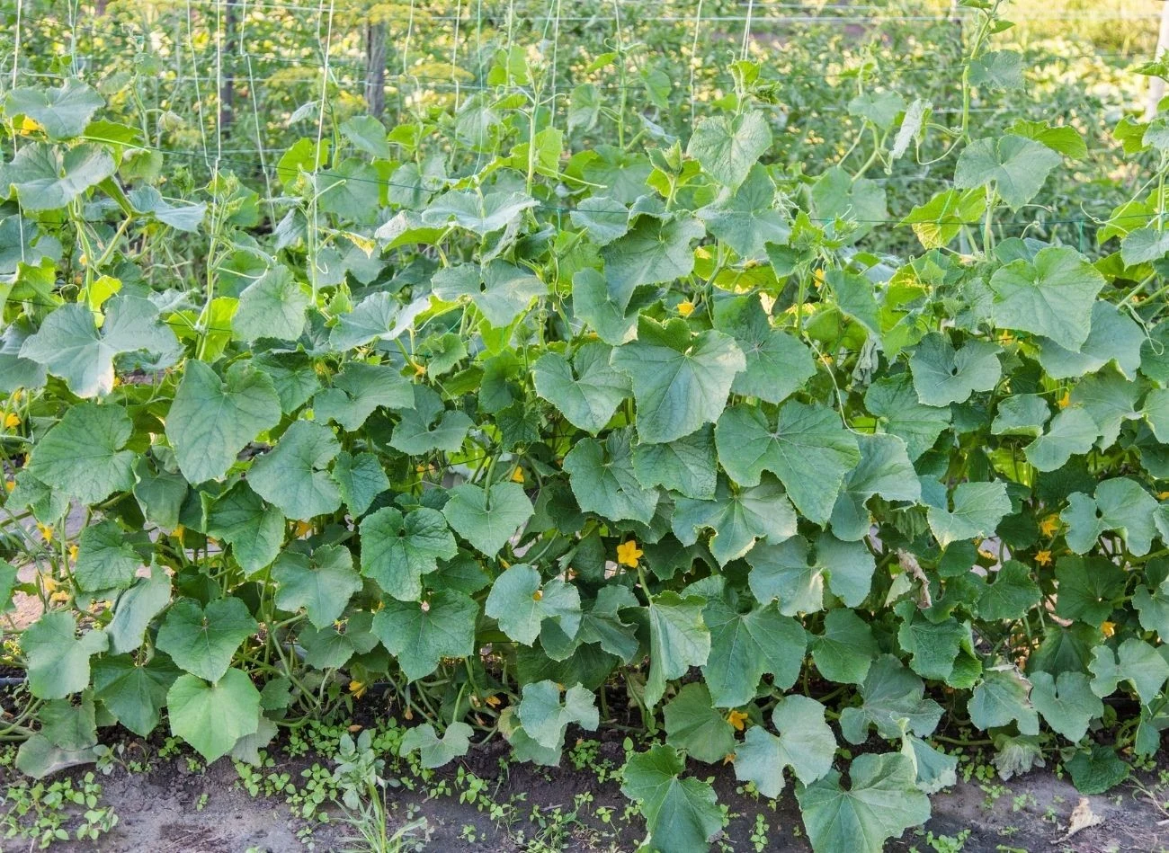 Do uprawy ogórków na podporach idealne będą tradycyjne odmiany tj. 'Marketmore 76' oraz 'Vorgebirgstraube'.