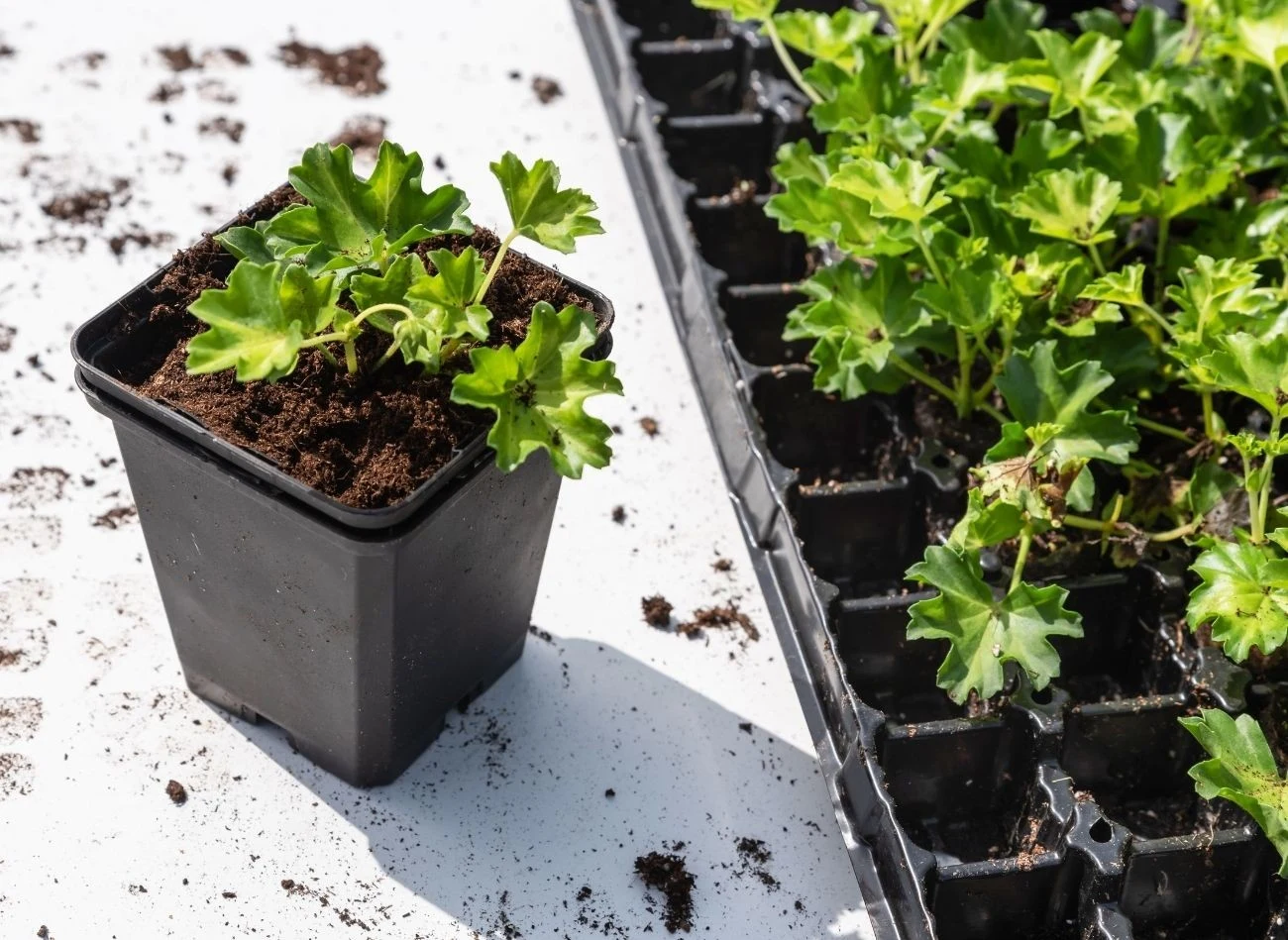 Do rozmnażania pelargonii należy wybrać tylko zdrowe pędy – silne sadzonki to podstawa udanego ukorzeniania w woreczkach.