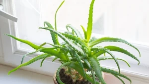 Jak rozmnożyć aloes przez młode odrosty?