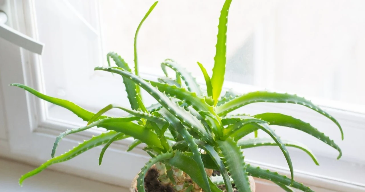 bere aloe vera benefici Aloe Vera da Bere 99,4% Gusto Pesca main image 0