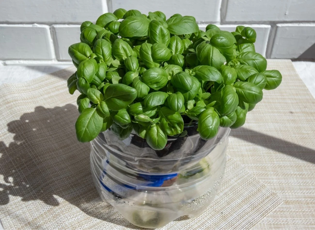 W doniczkach samopodlewających dobrze rosną kupne zioła