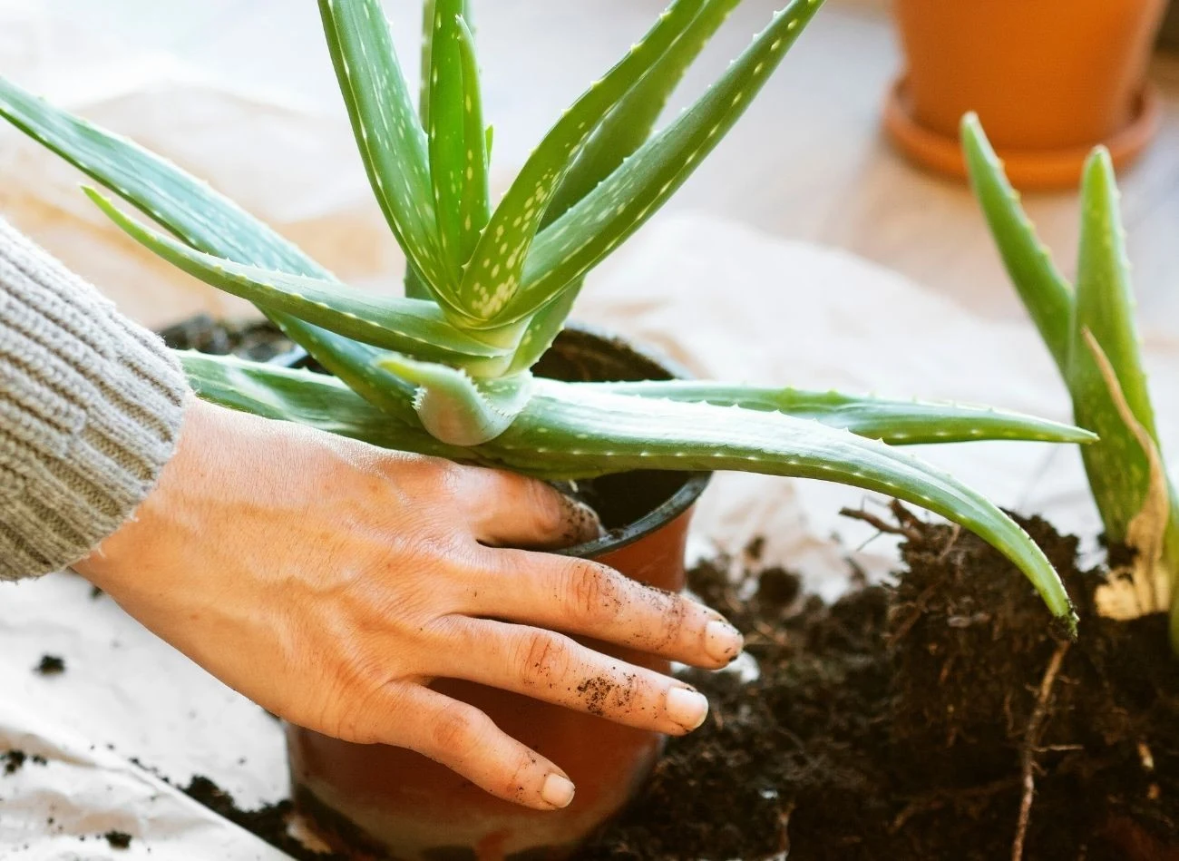 Rozmnażanie aloesu przez młode odrosty jest jednym z najprostszych sposobów na uzyskanie nowych egzemplarzy rośliny