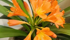 Ten gatunek to wyjątkowa ozdoba każdego wnętrza. Kwitnie nawet dwa razy w roku. Fot. Elaine Hipolito/Canva Pro