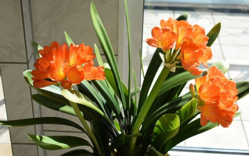 Kwiaty kliwii pojawiają się na oddzielnych pędach