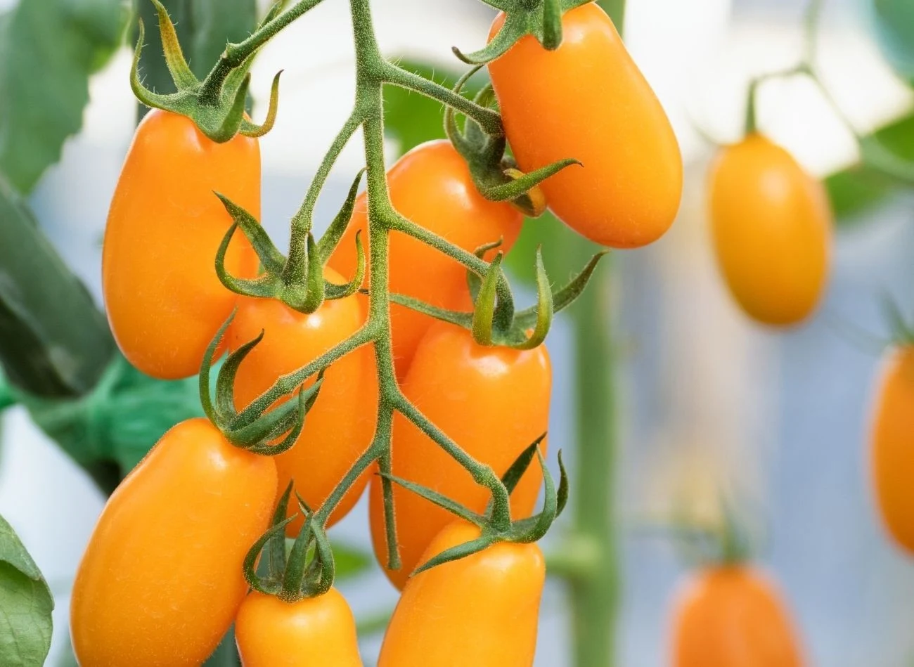 Wśród odpornych na zarazę odmian pomidorów ogrodnicy wymieniają 'Sungol.