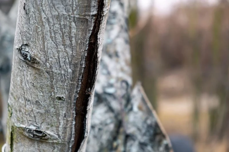 Pęknięcia na korze drzewa owocowego trzeba odpowiednio zabezpieczyć