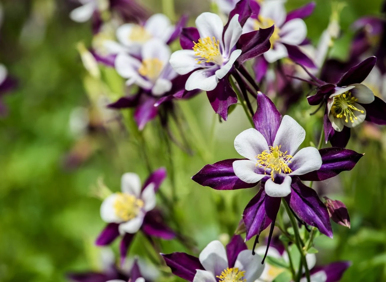 Orlik ogrodowy wytrzymuje mrozy sięgające do -35°C