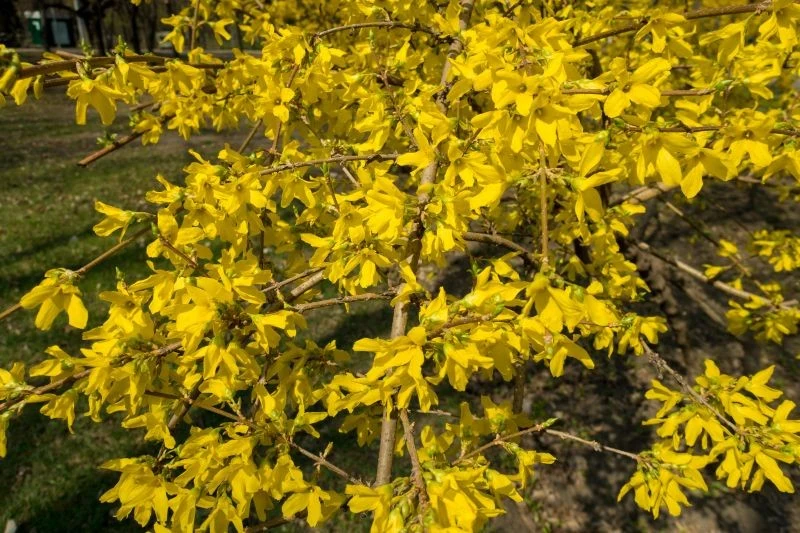 Forsycja obsypuje się jasnożółtymi kwiatami już w marcu