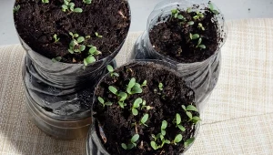 Rośliny wysiewane metodą winter sowing są naturalnie zahartowane, bardziej odporne i gotowe do przesadzenia bez dodatkowego przygotowania.