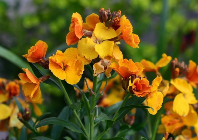 Kwiaty laku pospolitego mogą być pomarańczowe, czerwone, a nawet fioletowe.