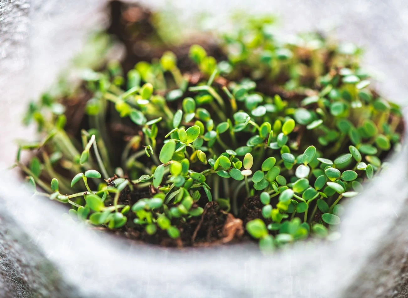 Przy zimowym wysiewie to warunki zewnętrzne samoistnie regulują kiełkowanie nasion