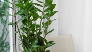 Jak stosować łupiny orzechów włoskich, aby wspomóc rośliny doniczkowe?