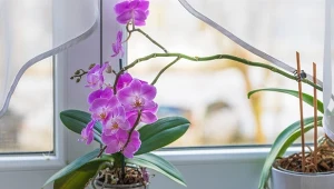 Czy korzenie napowietrzne storczyka trzeba obcinać? Jaki ma to wpływ na kwitnienie.