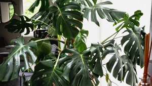 Rośliny tropikalne wymagają wysokiej wilgotności powietrza wokół siebie.