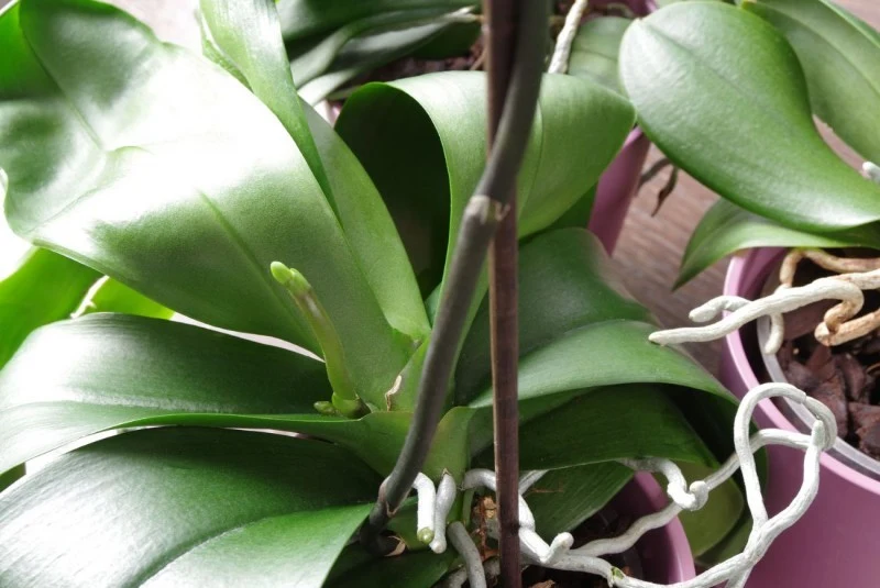 Korzenie orchidei należy obcinać tylko wtedy, gdy są martwe, suche lub uszkodzone.