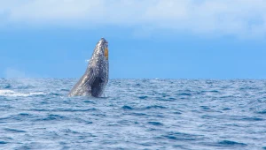 Wieloryb, którego wszyscy kochali nie żyje. Ludziom pękły serca
