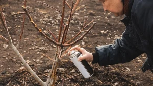 Zrób to w styczniu. Wiosną mszyce nie tkną twoich roślin