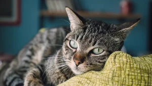 Czy dachowiec i kot europejski to to samo zwierzę? Odpowiedź zaskoczy wielu