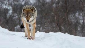 Żołądek wilka z epoki lodowcowej skrywał coś zaskakującego (zdj. ilustracyjne)