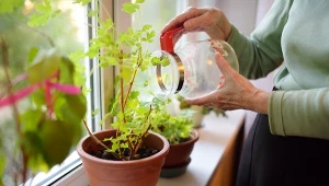 Część wypij, a resztę wlej do doniczki. Ziemiórki znikną bez śladu
