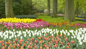 W Polsce śnieg i mróz, a tam kwitną tulipany. Wyjątkowe święto florystów