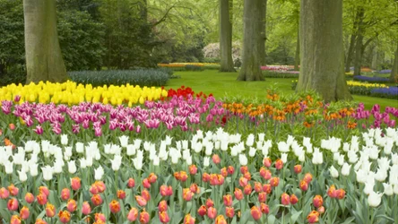 Dzień tulipana 2026 - wyjątkowe święto kwiatów 