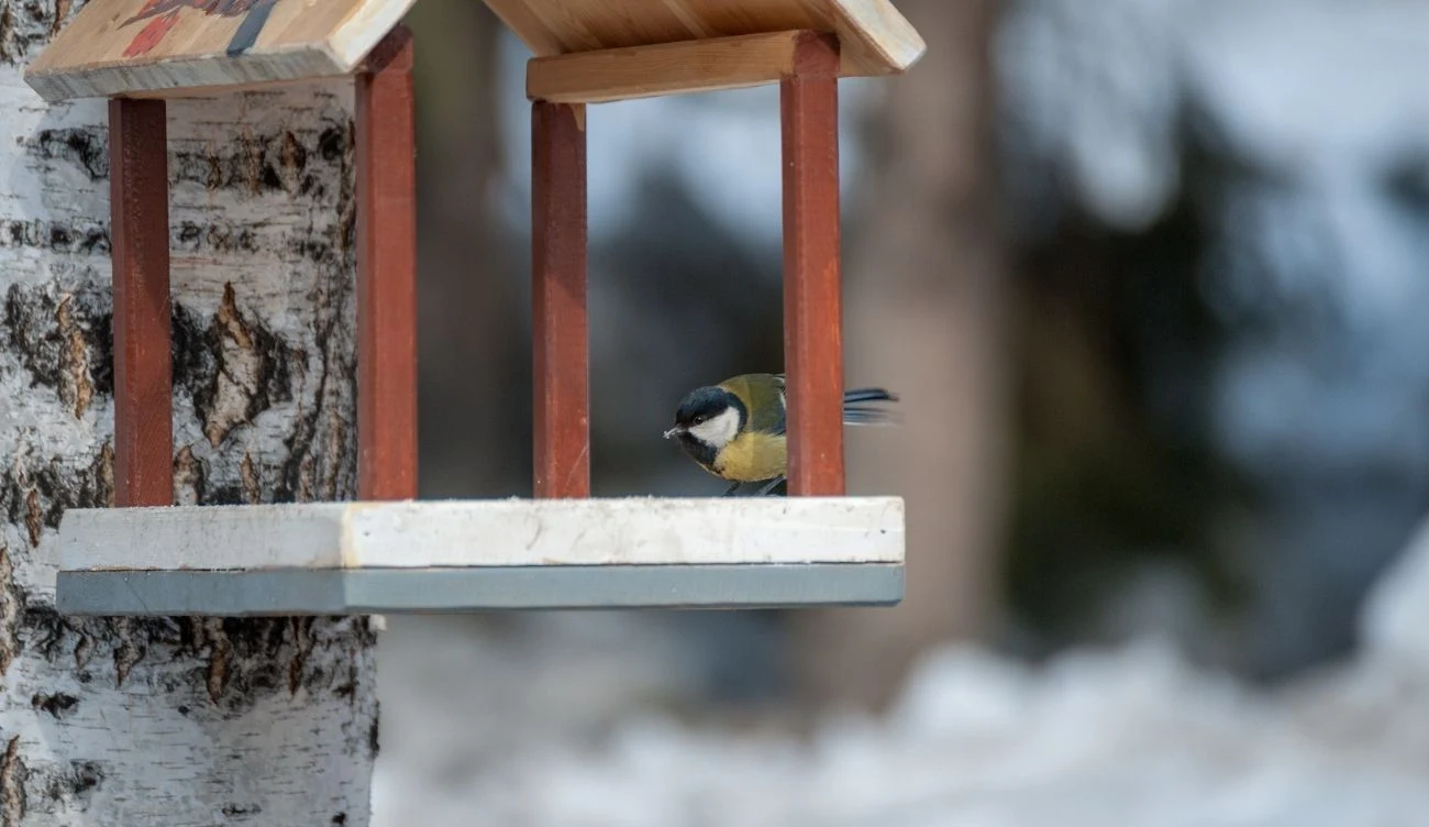Ptasia Godzinka OTOP to wyjątkowe wydarzenie, podczas którego możesz pomóc naukowcom Ptasia Godzinka OTOP to wyjątkowe wydarzenie, podczas którego możesz pomóc naukowcom