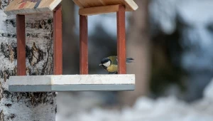 Liczenie ptaków w siedmiu krajach Europy. Każdy może wziąć udział
