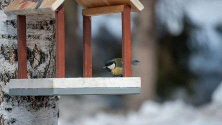 Ptasia Godzinka OTOP to wyjątkowe wydarzenie, podczas którego możesz pomóc naukowcom